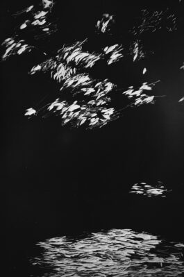 JULIÁN PESCE